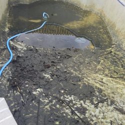 Blue Clean And Clear - Acid wash