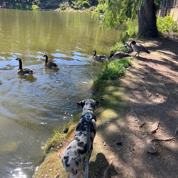 FurBabies & Friends - Why don't these geese want to play with me! - Dog Walkers Near Me - Glendale, Arizona FurBabies & Friends - Why don't these geese want to play with me! - Dog Walkers Near Me - Glendale, Arizona