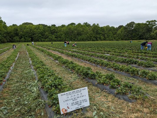 Salem Berry Farm by null