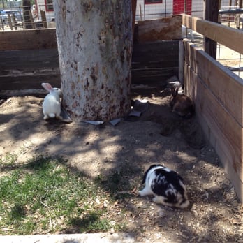 Barnyard Buddies - Bunnies - Petting Zoos Near Me - Lakewood, California