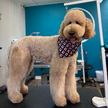 Planet Pet Spa - Pet Groomers Near Me - San Antonio, Texas Planet Pet Spa - Pet Groomers Near Me - San Antonio, Texas