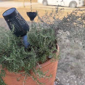 Sam's Nursery & Landscaping - Purchased 2 rosemary's.  Planted together, same pot, same water schedule and as you can see, one is DEAD!  another bad product purchased. - Nurseries & Gardening Near Me - Buchanan Dam, Texas
