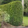 Photo of Julio's Landscaping