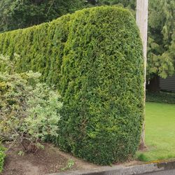 Julio's Landscaping