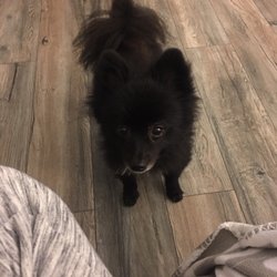 The DOGTOR K9 Training & Therapy
