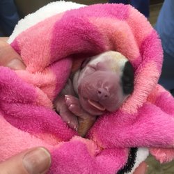 Sherman Oaks Veterinary Group - 1 of 7 boxer puppies delivered by Dr. Slaton.
