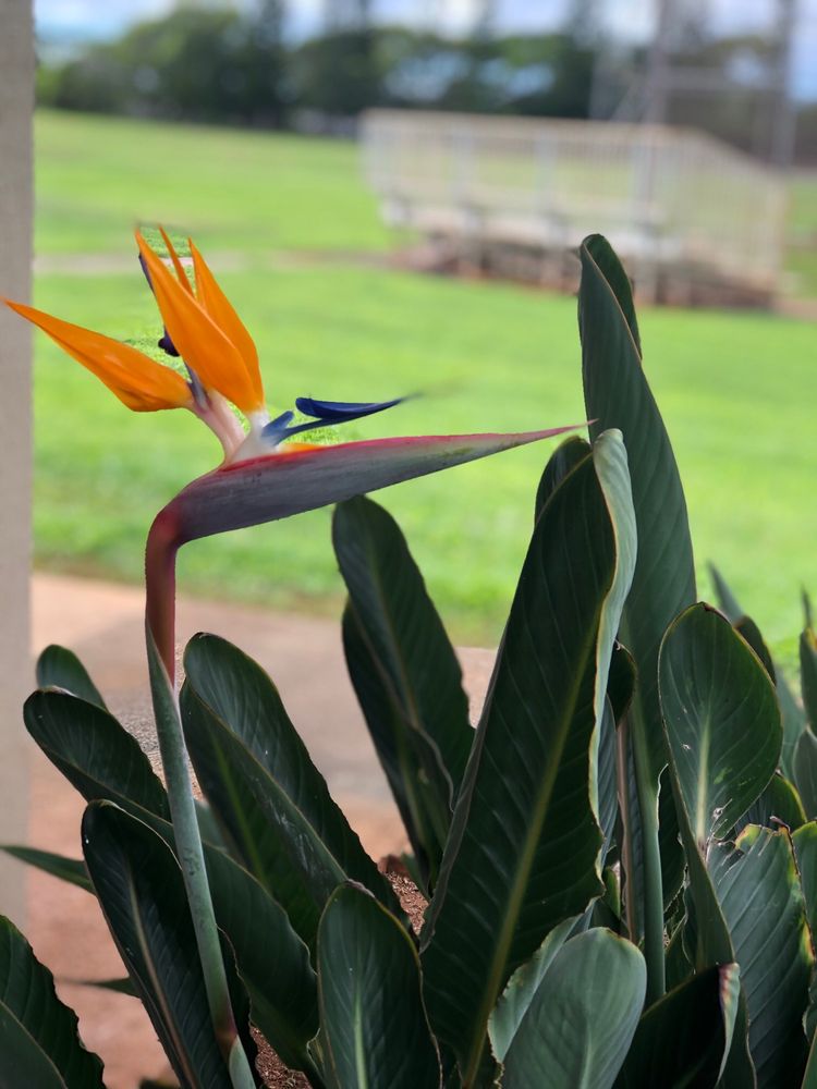 MILILANI MAUKA DISTRICT PARK 29 Photos Parks 951069 Ukuwai St