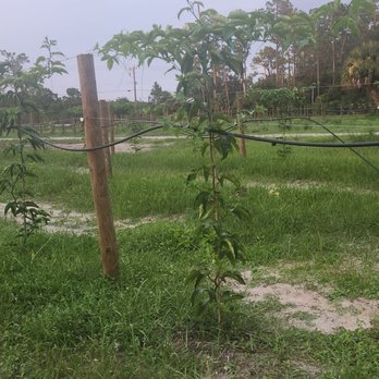 RAD Winery & Cidery - Passion Fruit growing at their farm just 10 miles past Miromar Outlets where their shop is! - Wineries Near Me - Estero, Florida