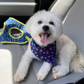 Dog's Best Friend - Snoopy - Pet Groomers Near Me - North Miami, Florida