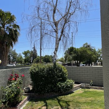 Central Cal Tree Service - Tree to be removed - Tree Services Near Me Central Cal Tree Service - Tree to be removed - Tree Services Near Me