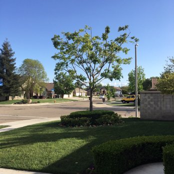 Gutierrez Tree Care 1 - I should of taken before pictures but these are the results and I'm very happy. - Tree Services Near Me - Visalia, California Gutierrez Tree Care 1 - I should of taken before pictures but these are the results and I'm very happy. - Tree Services Near Me - Visalia, California