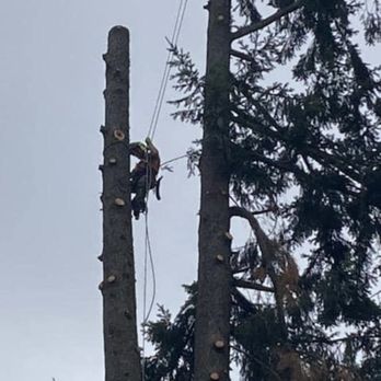 AJ's Tree Experts - Tree Services Near Me - Tacoma, Washington