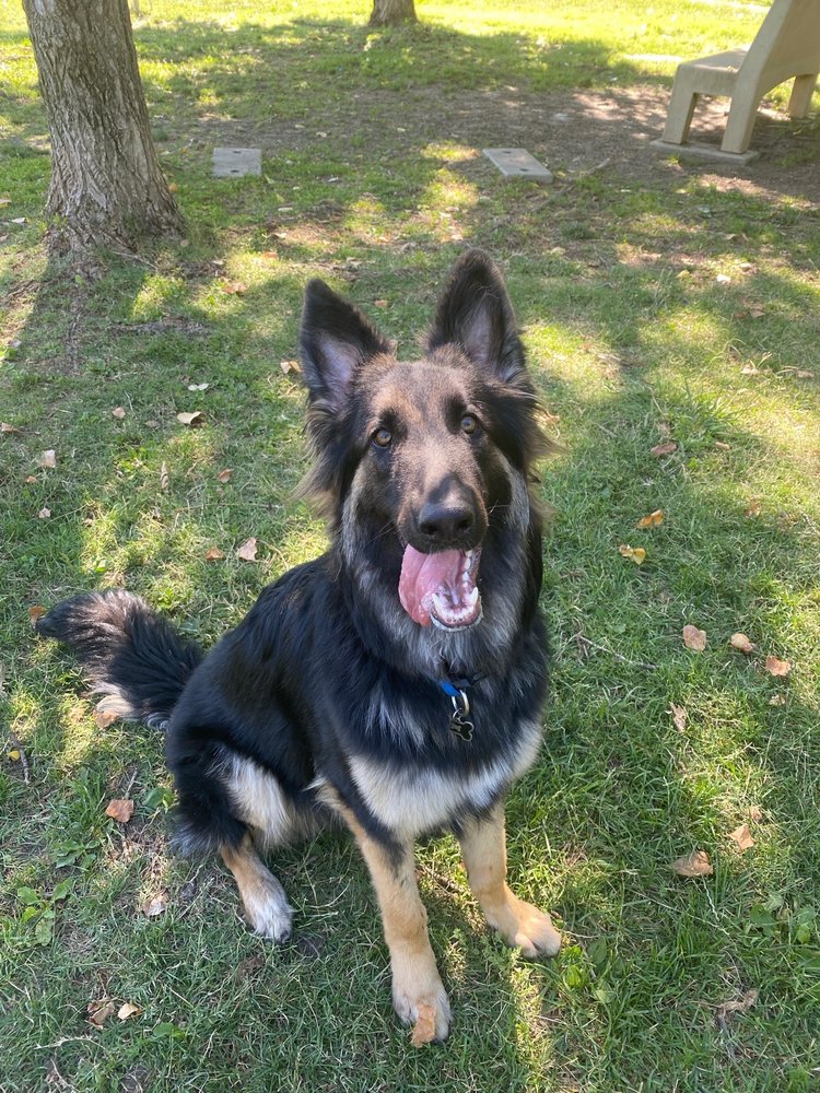 VACAVILLE PET VET CLINIC 18 Photos & 42 Reviews 1909 Peabody Rd