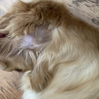 Bow Wow Barbers - Pet Groomers Near Me - Evergreen, Colorado