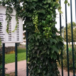 Giardino Via Sgambati