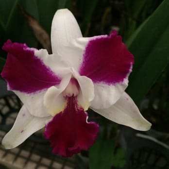 Norman's Orchid Nursery - Absolutely gorgeous - Nurseries & Gardening Near Me - Montclair, California Norman's Orchid Nursery - Absolutely gorgeous - Nurseries & Gardening Near Me - Montclair, California