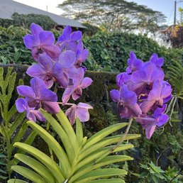 Orchids on the property in the driveway area
