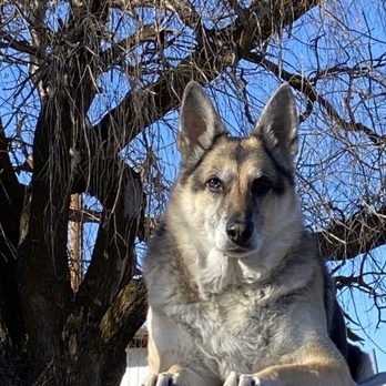 Grooming Tails - Pet Groomers Near Me - Klamath Falls, Oregon Grooming Tails - Pet Groomers Near Me - Klamath Falls, Oregon