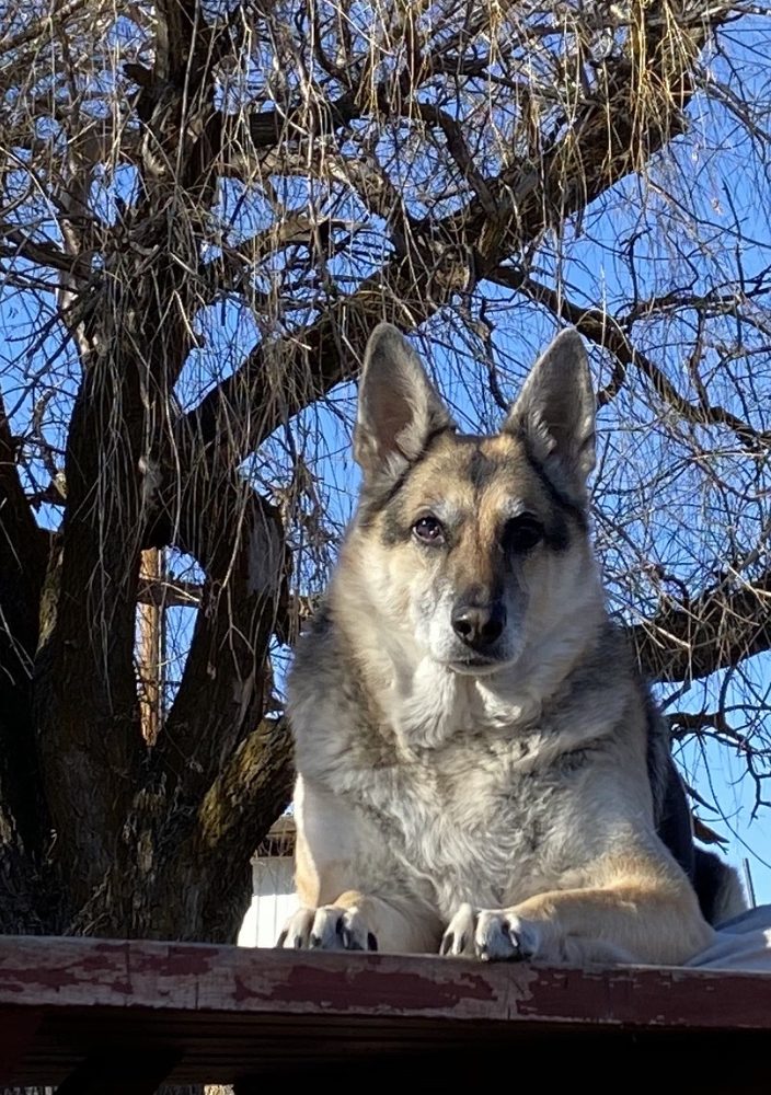 GROOMING TAILS Updated August 2024 4309 S 6th St, Klamath Falls