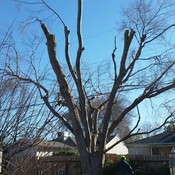 California Tree Experts - Broken branches removed & tree balanced. - Tree Services Near Me
