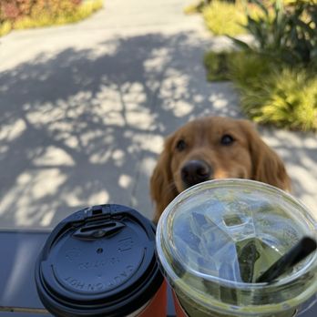 Nook Coffee Bar - My dog wanted a sip - Coffee & Tea Near Me - Torrance, California Nook Coffee Bar - My dog wanted a sip - Coffee & Tea Near Me - Torrance, California