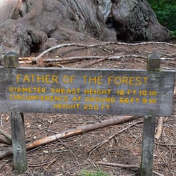 Redwood Loop Nature Trail