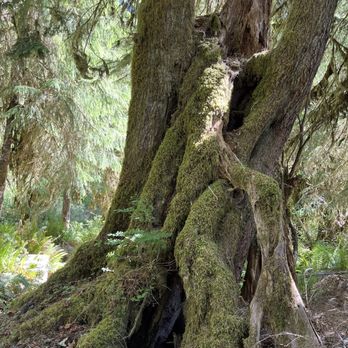 HOH RAINFOREST - Updated September 2024 - 626 Photos & 63 Reviews ...