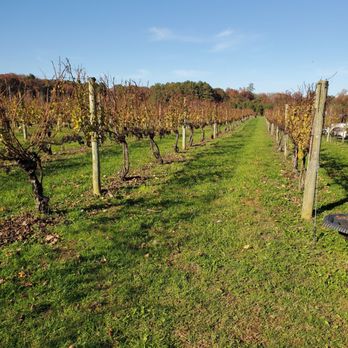 Mark Cascia Vineyards - Wineries Near Me - Stevensville, Maryland