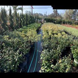 Green Tree Nursery