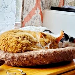 Schuff Veterinary Hospital - Photo taken 2 days before I first brought the white and black Devon Rex to Schuff.
