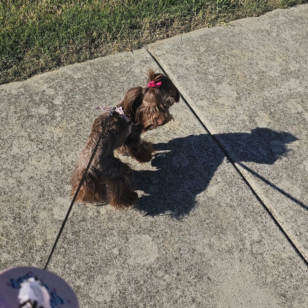 Grooms Galore - Our dog mocha - Pet Groomers Near Me - Smithfield, Virginia