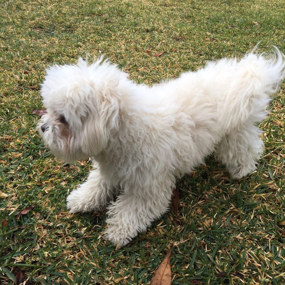 Sirias Pet Spa - This is what he looked like when I took him. - Pet Groomers Near Me