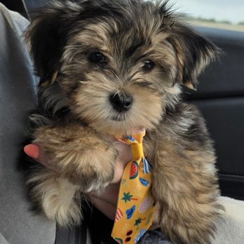 Prettiest Puppies - Hi! My name is Tito!! - Pet Breeders Near Me Prettiest Puppies - Hi! My name is Tito!! - Pet Breeders Near Me