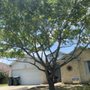 capital tree experts