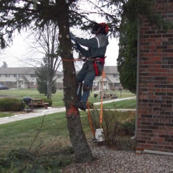 Tom's Tree Service LLC - Removal of a pine tree