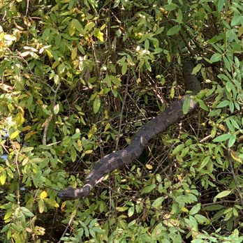 Sea Serpent Tour - Boat Tours Near Me - Saint Augustine, Florida