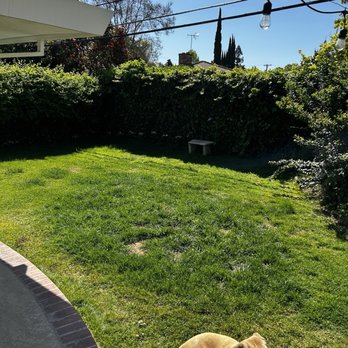 Forever Green Cali - Old yard - Landscaping Near Me