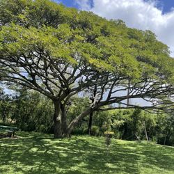 Napili Park