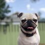 Photo of Zen Dog Daycare
