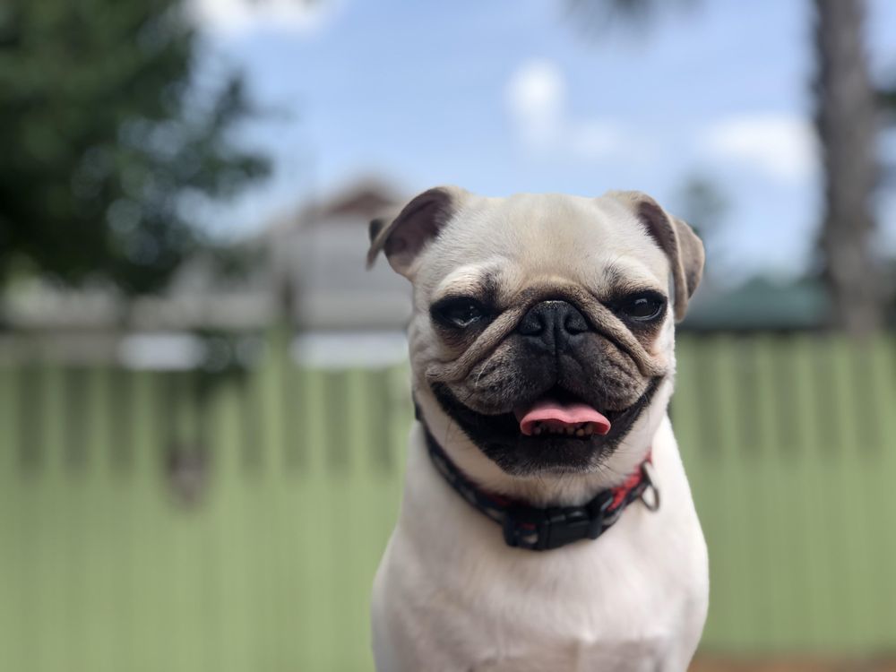 ZEN DOG DAYCARE Updated September 2024 37 Photos 307 Mill St