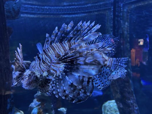 SEA LIFE Arizona Aquarium by null