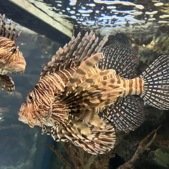 Shark Reef Aquarium at Mandalay Bay - Lionfish - Aquariums Near Me - Las Vegas, Nevada
