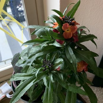 Swansons Nursery - Winter orchid - Nurseries & Gardening Near Me - Seattle, Washington