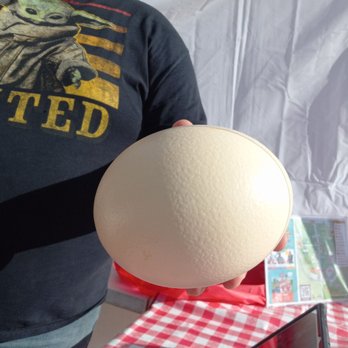 Ostrich Festival - 1 ostrich egg = 24 chicken eggs! - Festivals Near Me - Chandler, Arizona Ostrich Festival - 1 ostrich egg = 24 chicken eggs! - Festivals Near Me - Chandler, Arizona