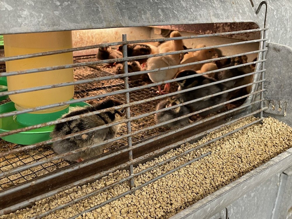 PIONEER FEED Updated September 2024 13 Reviews 21605 NE 10th Ave