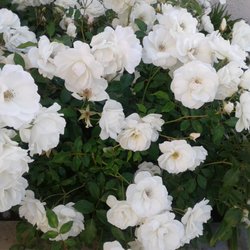 Jane Ekejiuba, MD - Flowers outside of the doctors office