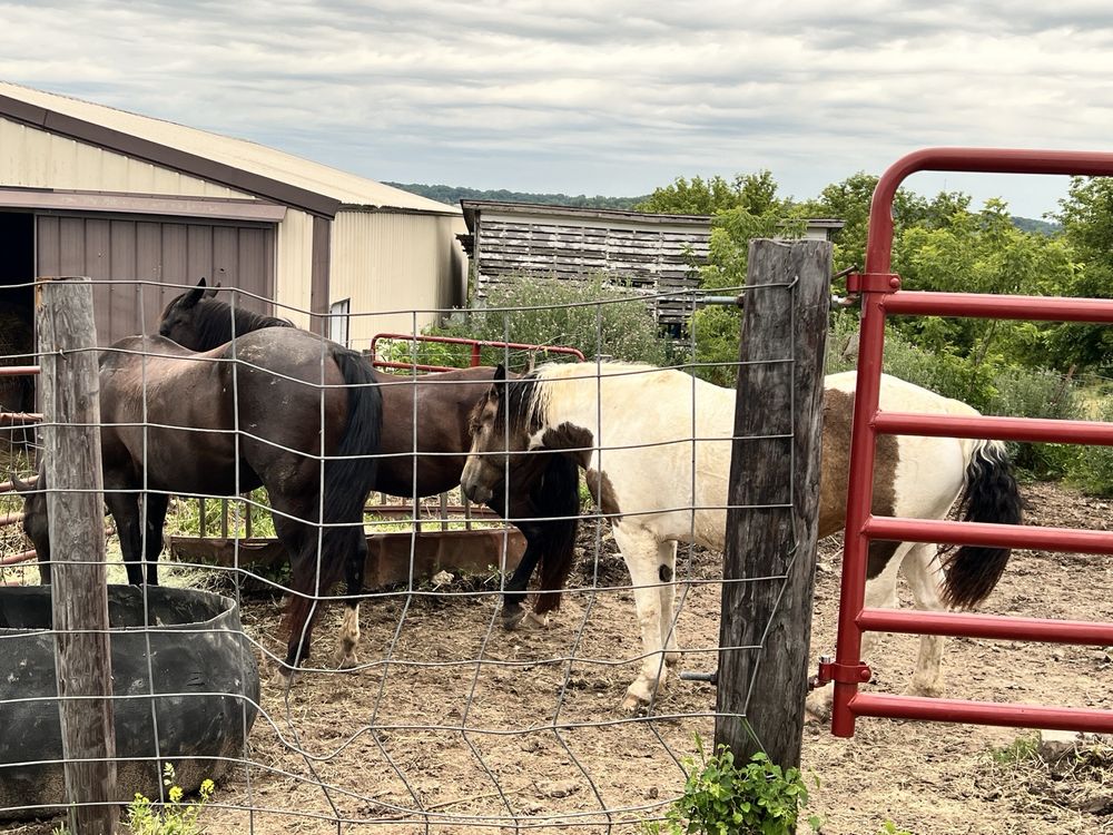Harmony Hills Horse Boarding - equestrian in Dubuque, IA