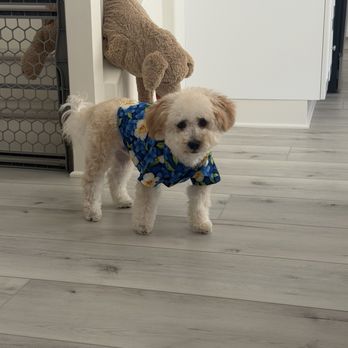 Desired Styles Pet Grooming - Maui after his cut - Pet Groomers Near Me - Jurupa Valley, California