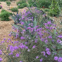 Seasons - Restaurant entry with pollinator/herb garden.