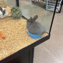 Coastal Farm & Ranch - Bunny